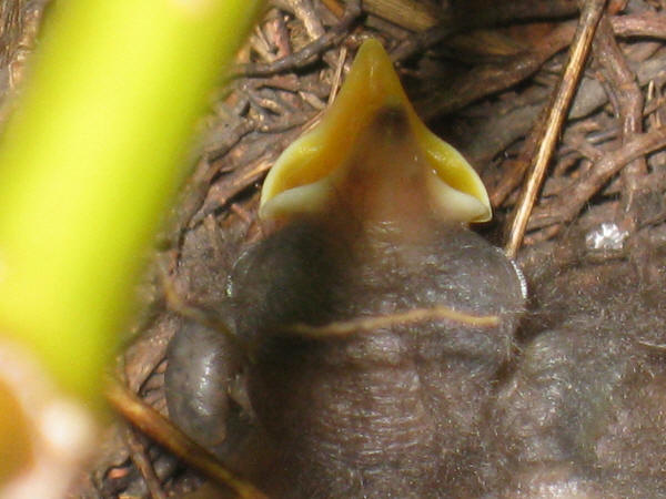 Gray Catbird chick