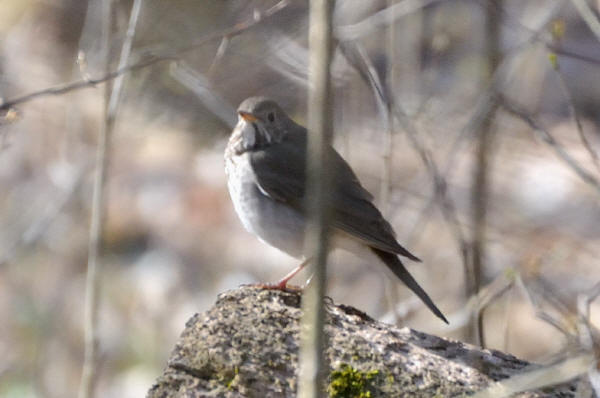 Gray-cheeked Thrush