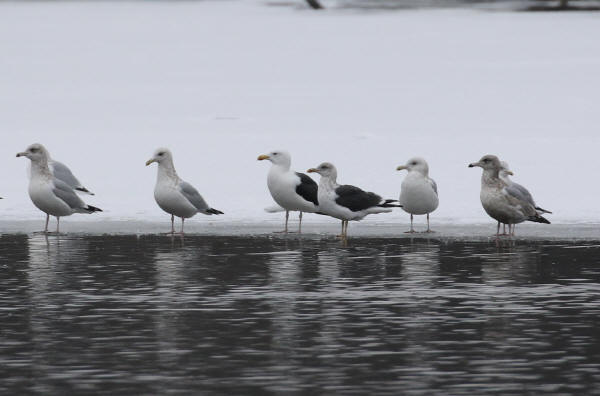 Great & Lesser Black-backed Gulls