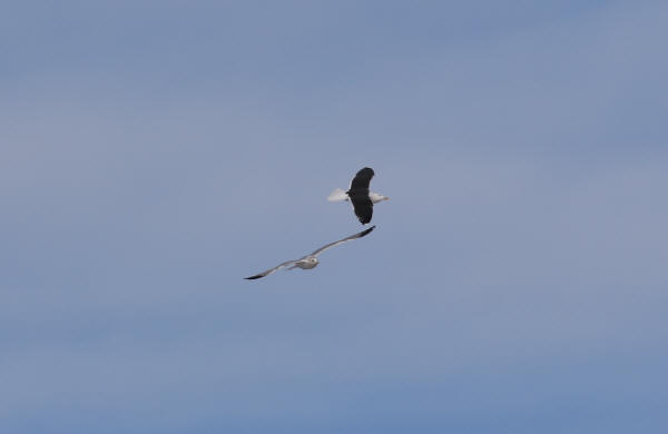 Great Black-backed Gull