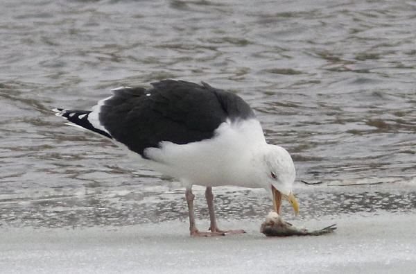 Great Black-backed Gull