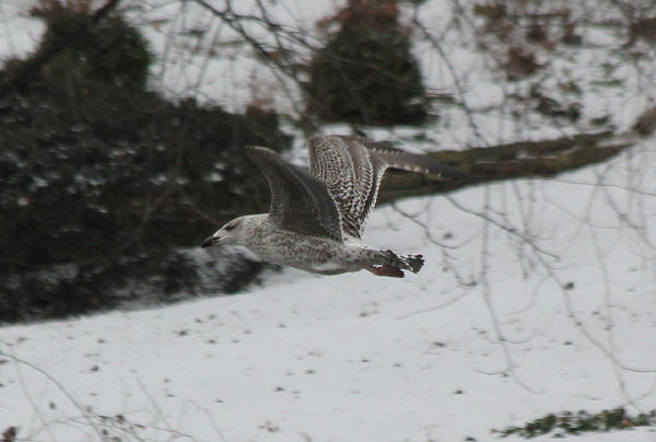 Great Black-backed Gull - 1st cycle