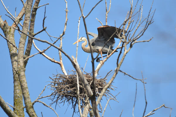 Great Blue Heron