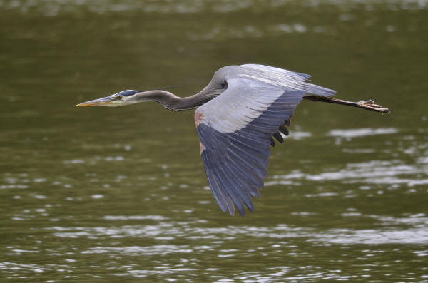 Great Blue Heron