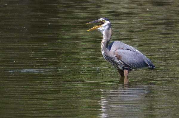 Great Blue Heron