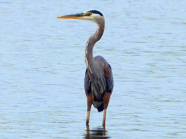 Great Blue Heron