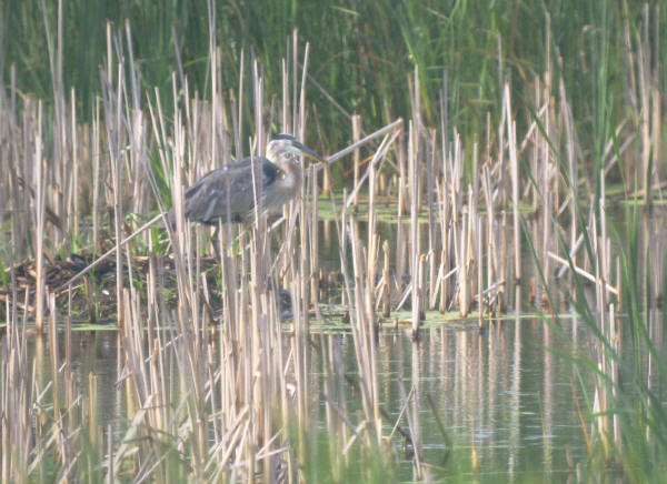 Great Blue Heron