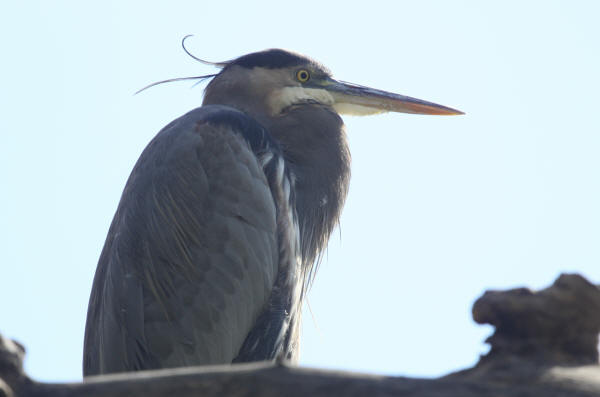 Great Blue Heron