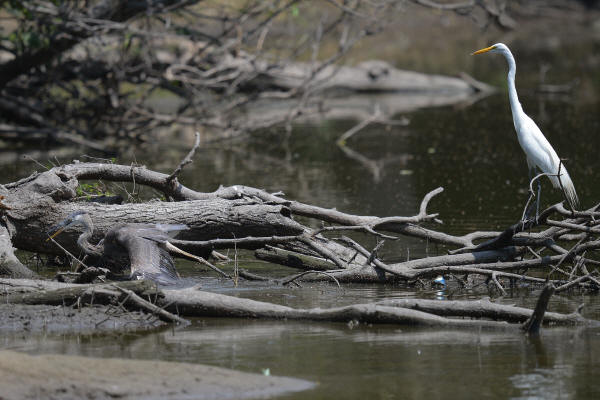 Great Blue Heron, Great Egret