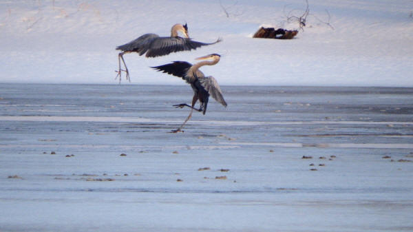 Great Blue Herons