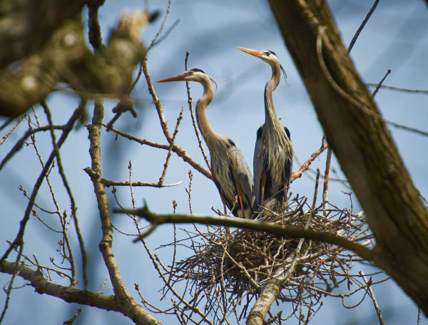 Great Blue herons