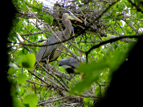 Great Blue Herons