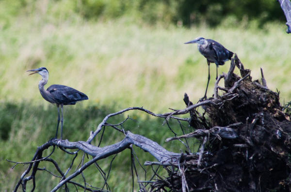 Great Blue Herons