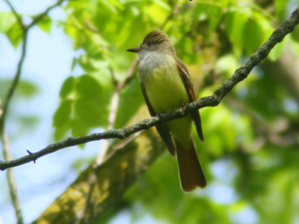 Great Crested Flycatcher