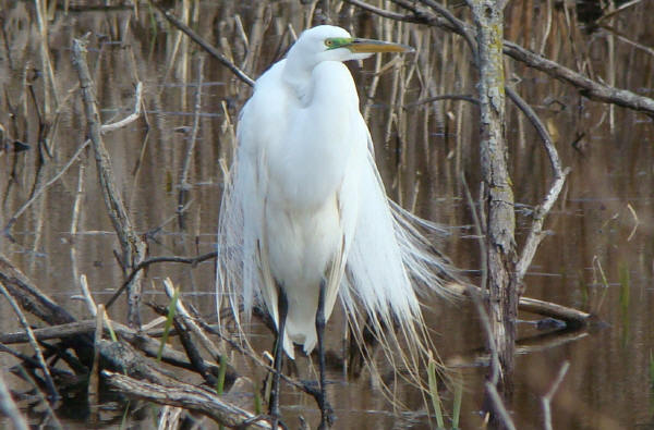 Great Egret