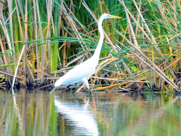 Great Egret