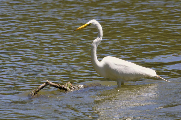 Great Egret