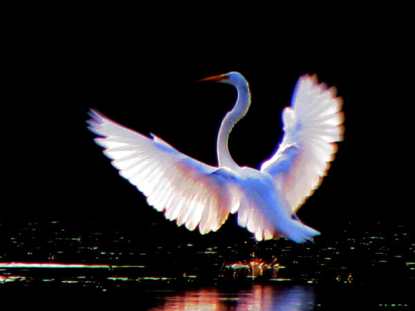 Great Egret