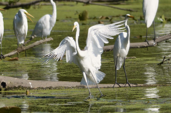 Great Egrets