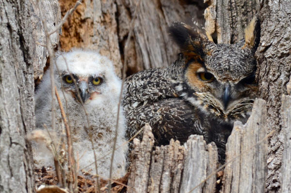 Great Horned Owl and owlet