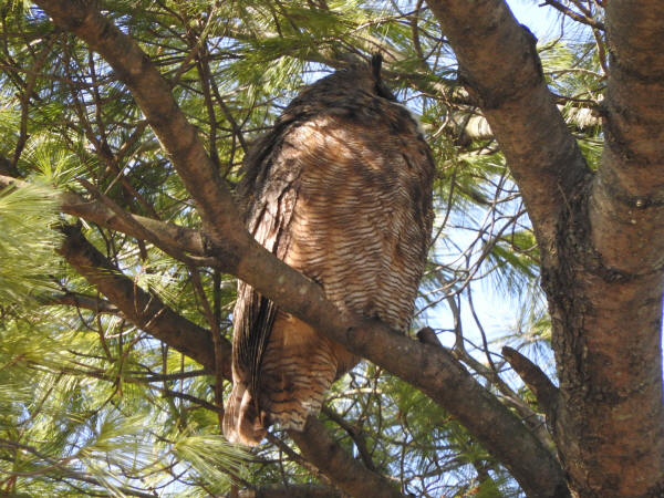 Great Horned Owl