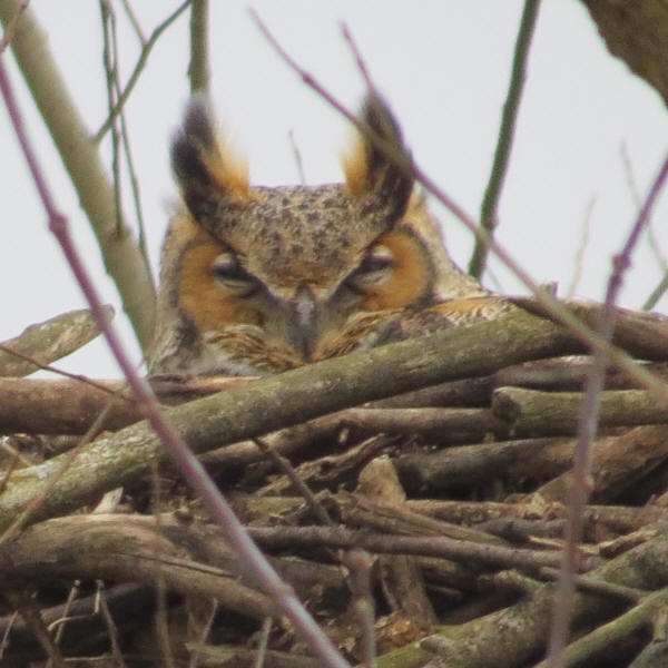 Great Horned Owl