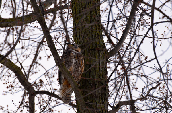 Great Horned Owl