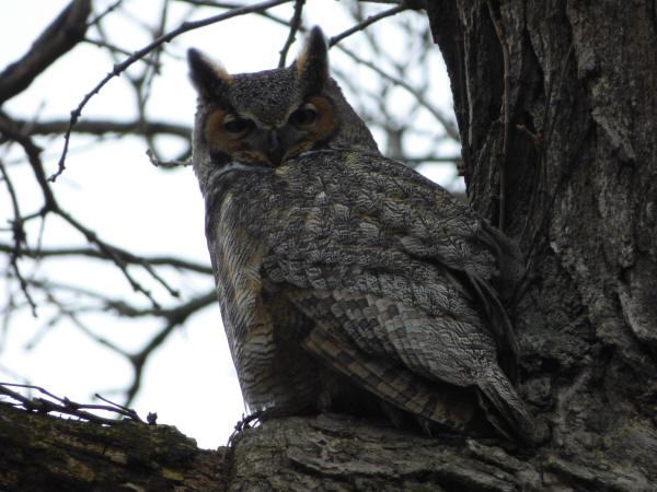 Great Horned Owl