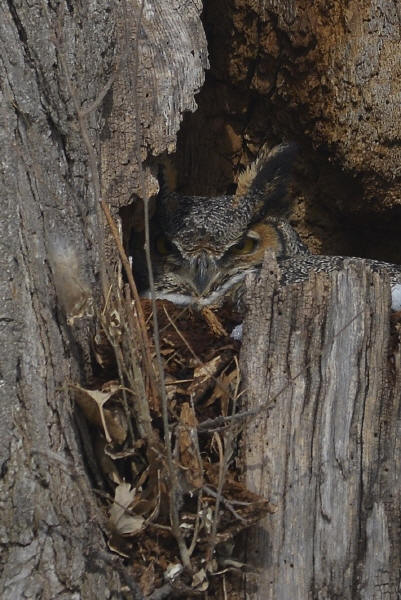 Great Horned Owl