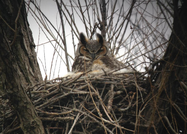 Great Horned Owl