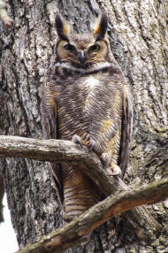 Great Horned Owl parent