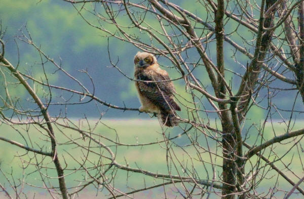 Great Horned Owl