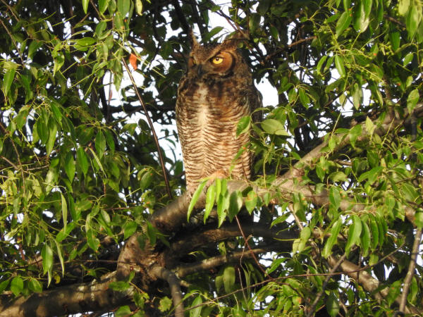 Great Horned Owl