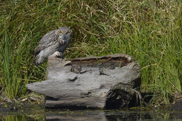 Great Horned Owl