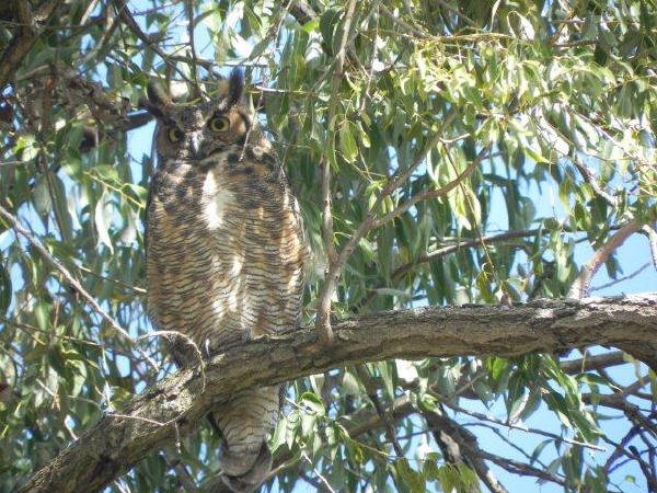 Great Horned Owl