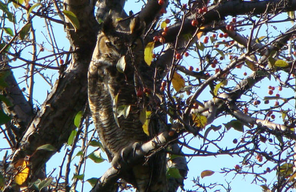 Great Horned Owl