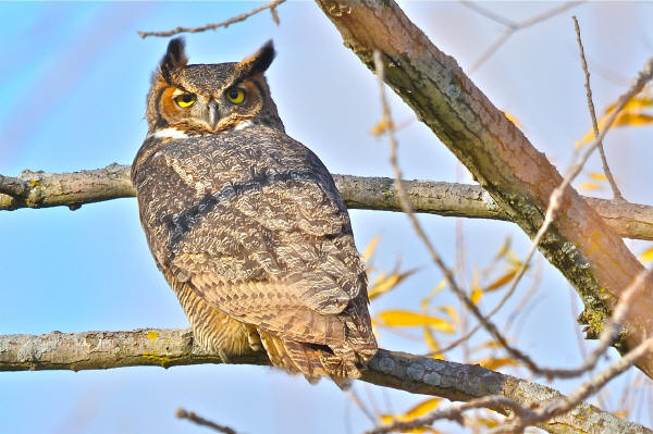 Great Horned Owl