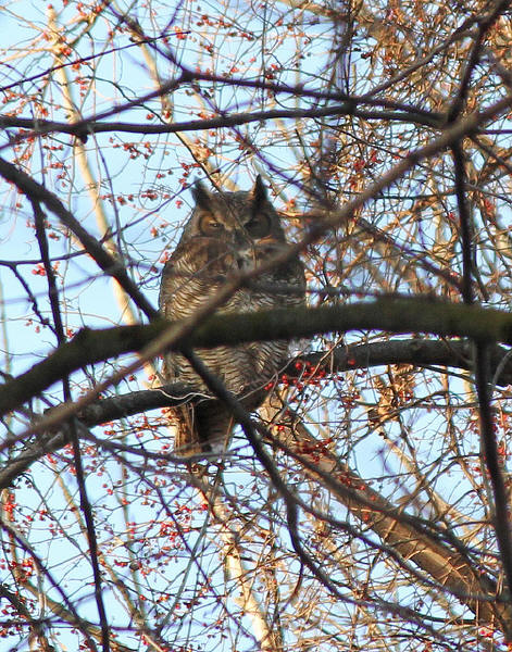 Great Horned Owl