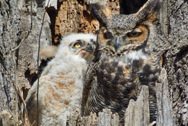 Great Horned Owl and owlet