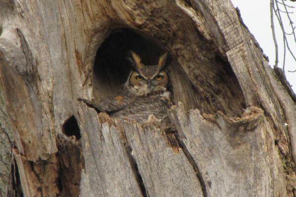 Great Horned Owl on Nest in Batavia