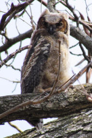 Great Horned owlet