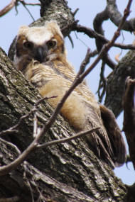 Great Horned owlet
