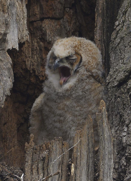 Great Horned Owlet