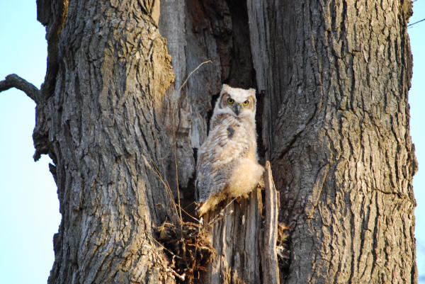 Great Horned Owlet