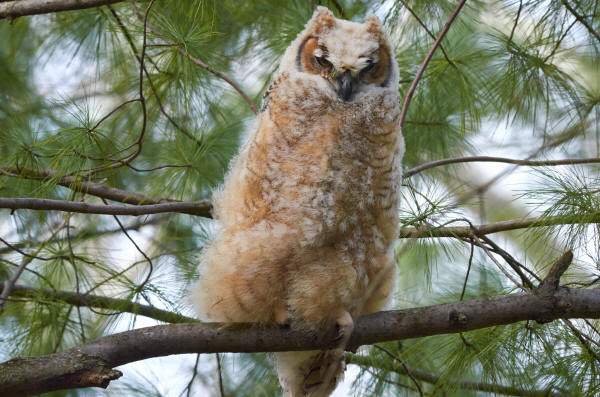 Great Horned Owlet