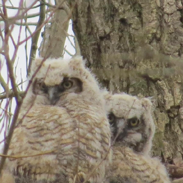 Great Horned Owlets