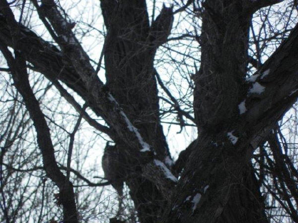 Great Horned Owls