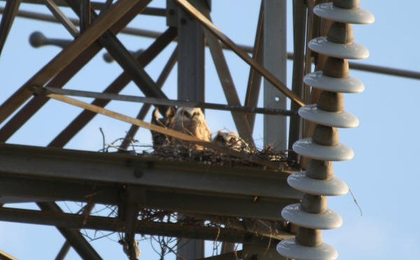 Great Horned Owls