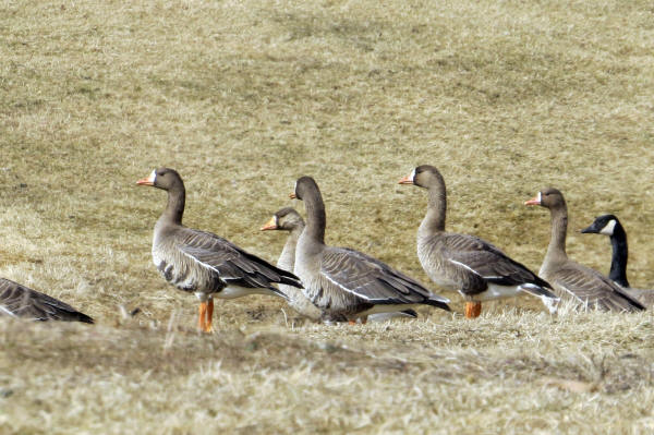 Greater White-fronted Geese