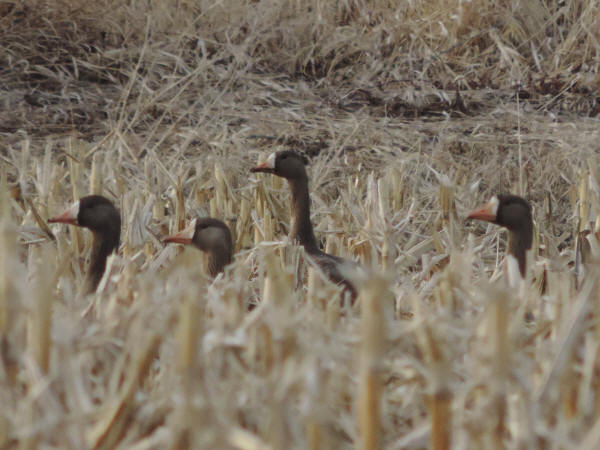 White-fronted Geese